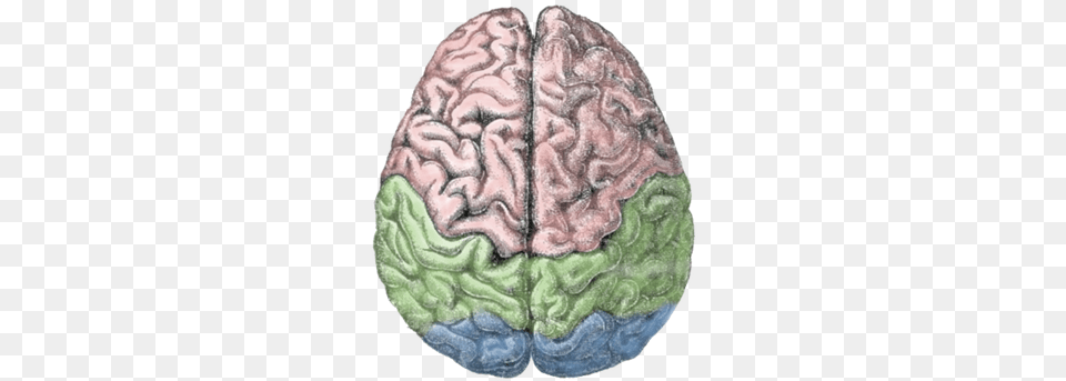 Cerebral Lobes Birds Eye View Of The Brain, Animal, Sea Life, Sea, Reef Free Png Download