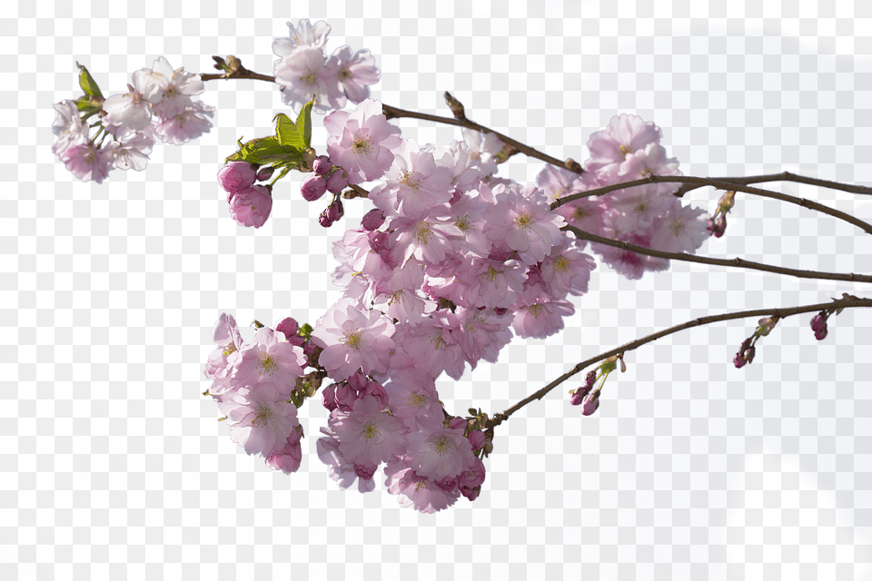 Cerezo En Flor, Flower, Plant, Cherry Blossom, Person Free Transparent Png