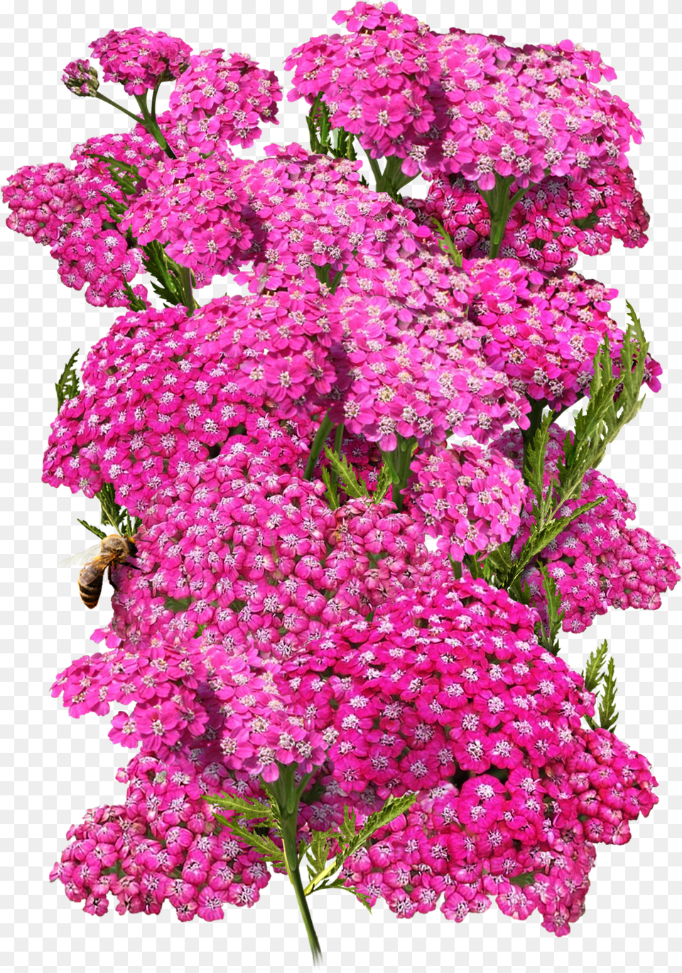Cerise Queen Yarrow Seeds For Plantingclass Lazyload Lilac, Plant, Flower, Flower Arrangement, Flower Bouquet Free Png