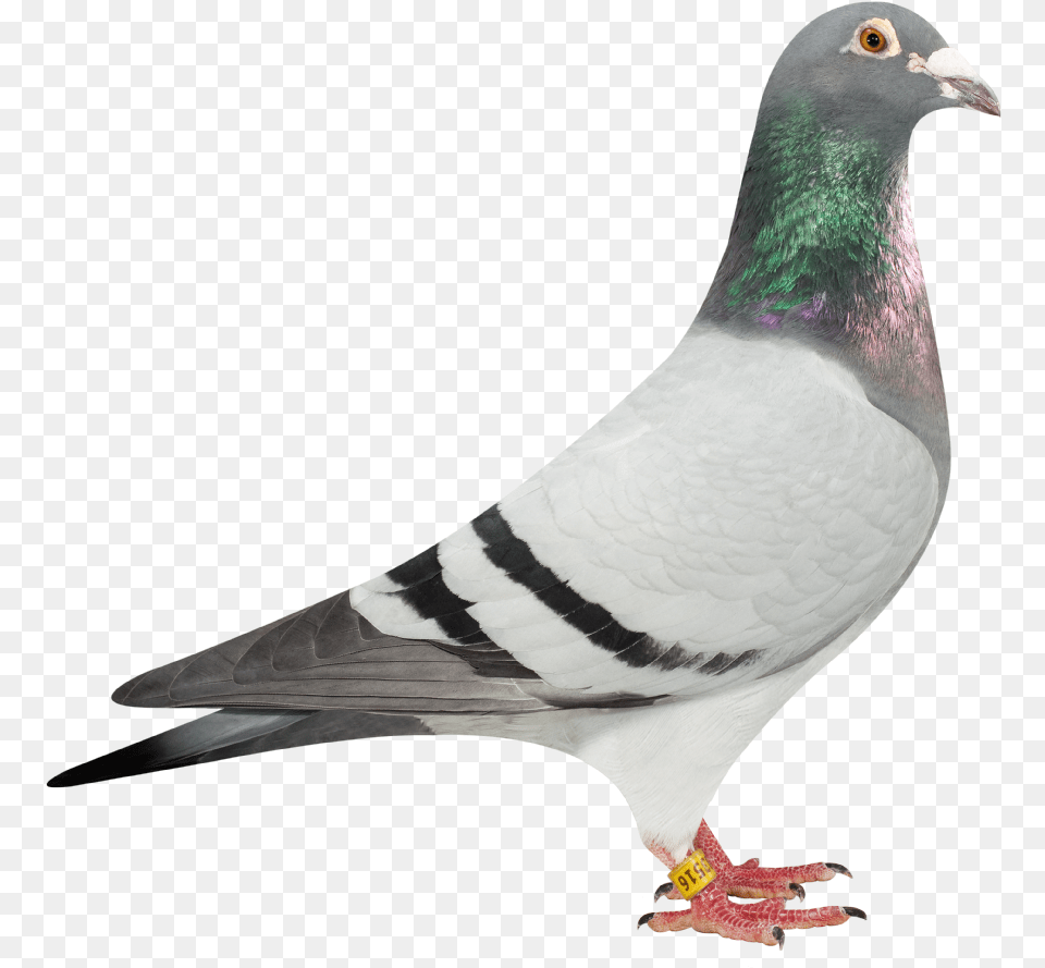 Certainly When You Consider How Small Their Pigeon Duif, Animal, Bird, Dove Free Png
