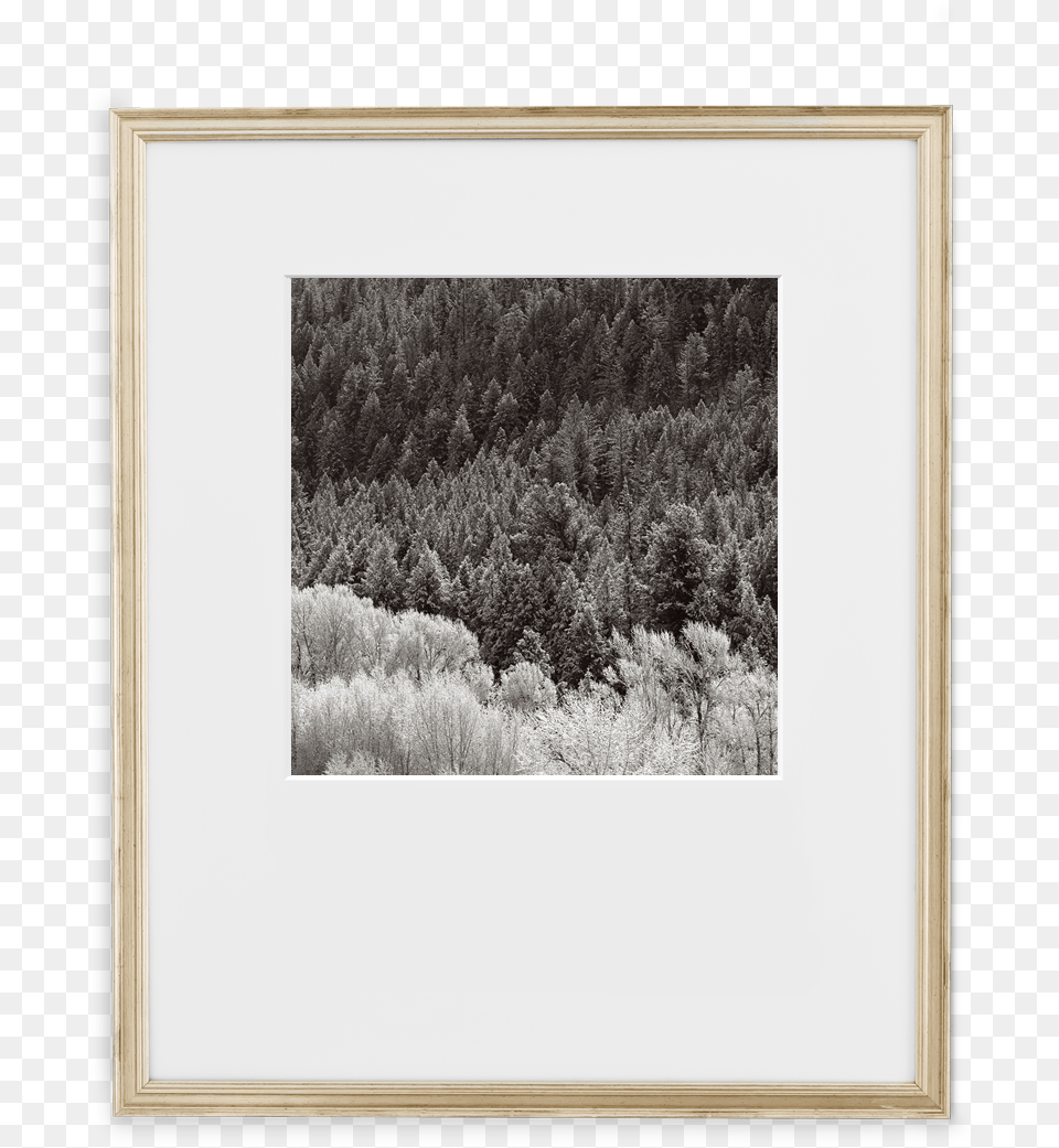 Certificate Antique Silver Picture Frame, Plant, Fir, Tree, Vegetation Free Png