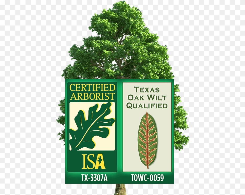 Certified Arborist Logo Animated Transparent Background Tree Gif, Vegetation, Rainforest, Potted Plant, Plant Free Png Download