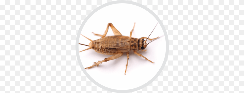 Certified Technicians For Eliminating House Cricket Moving Animations Of Smiley Faces, Animal, Cricket Insect, Insect, Invertebrate Png