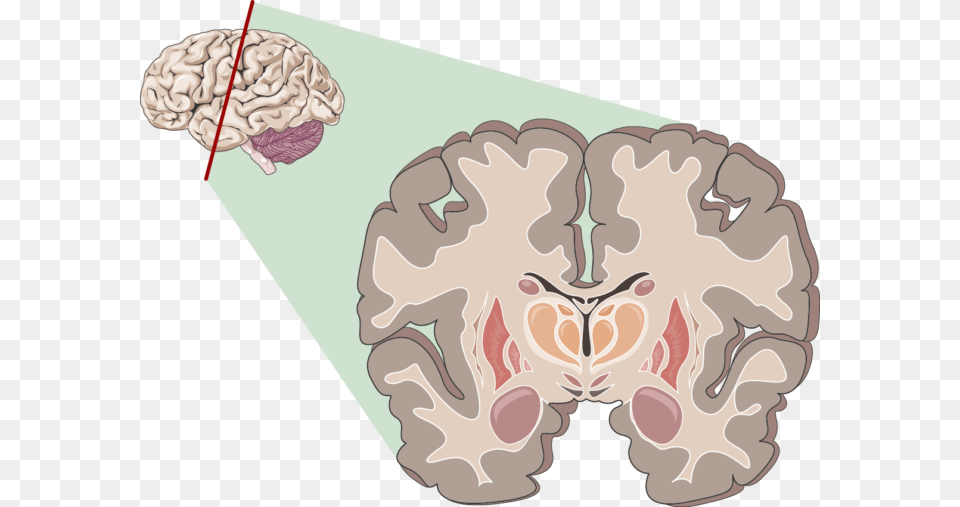 Cerveau Adolescent, Clothing, Hat Png Image