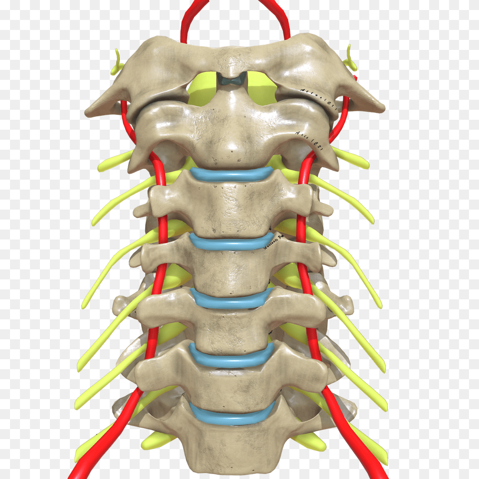 Cervical Spine Anterior View Free Png