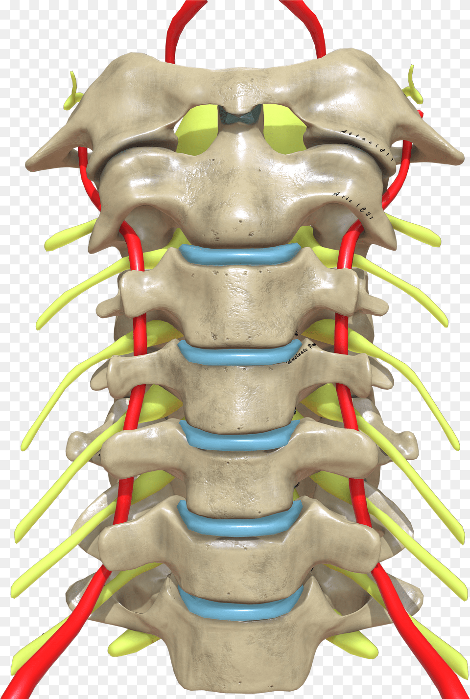 Cervical Spine Anterior View, Clothing, Coat, Jacket, Leather Jacket Free Png