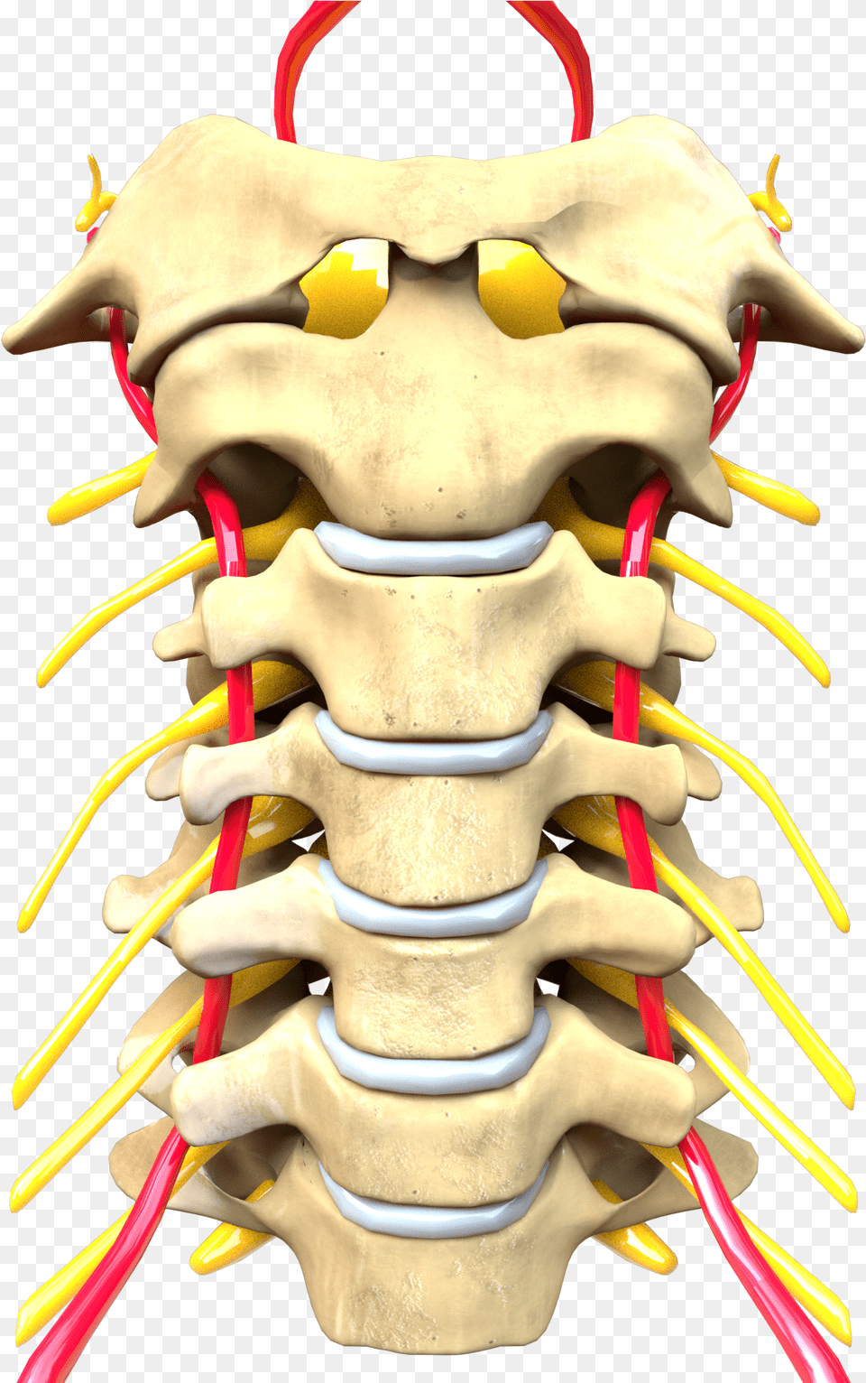 Cervical Spine Computer Generated Image Vertebras Cervicales, Body Part, Person, Torso, Head Free Transparent Png
