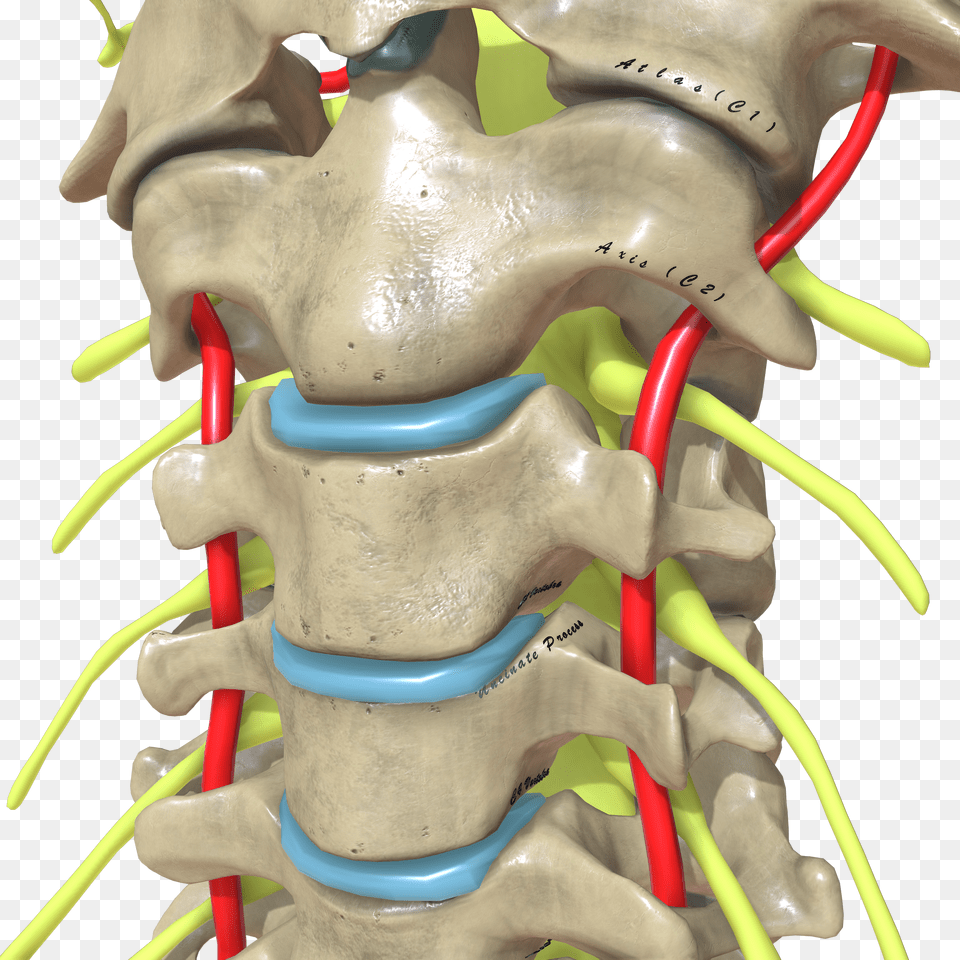 Cervical Spine Cross View Png Image