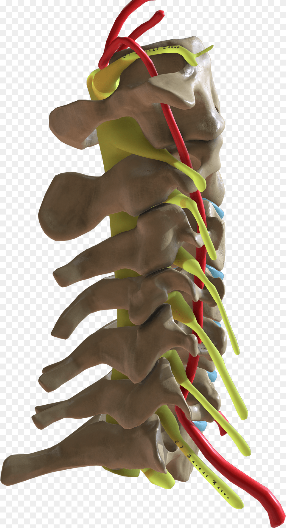 Cervical Spine Lateral View Png