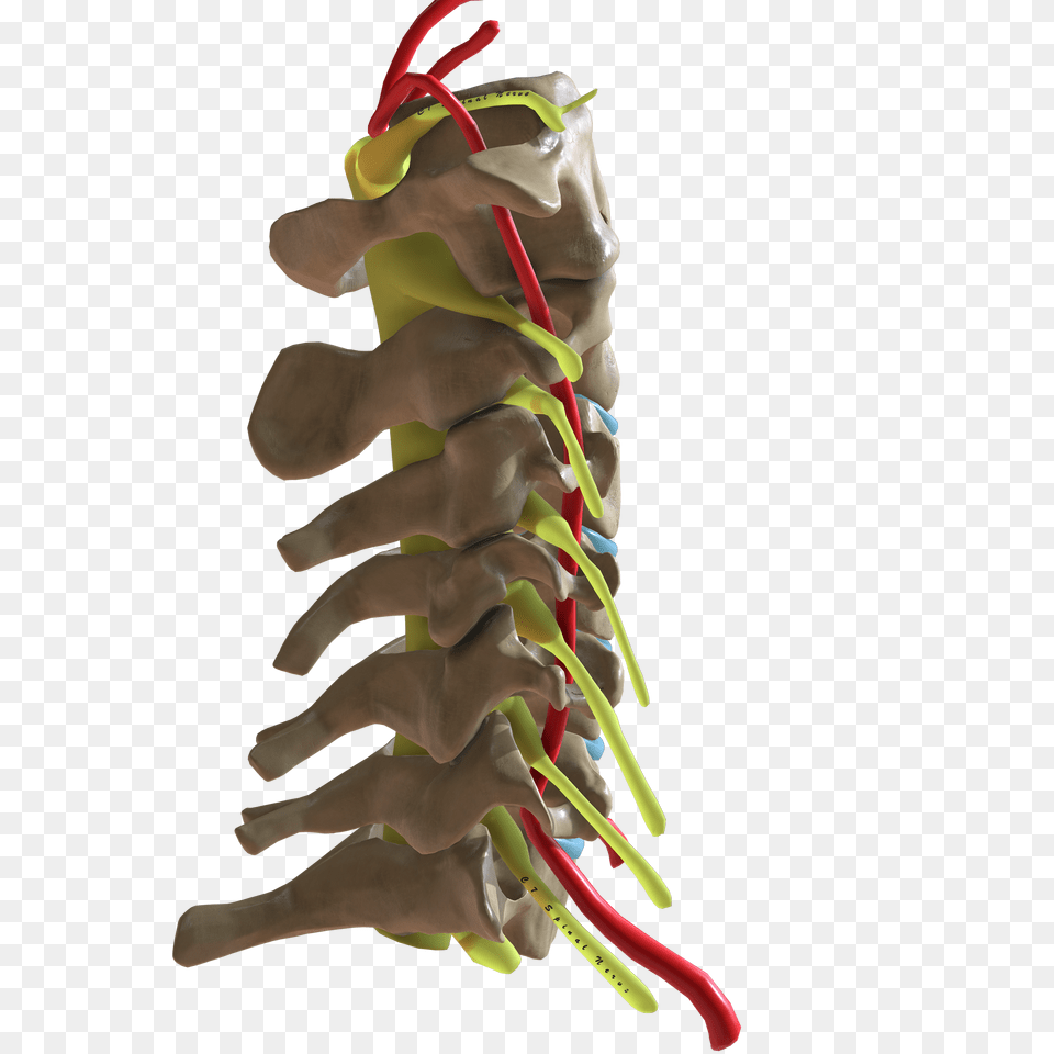 Cervical Spine Lateral View Png