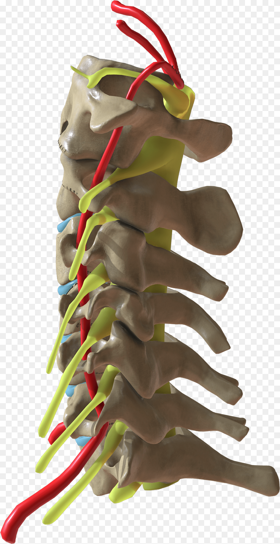 Cervical Spine Side View Wikimedia Commons Png