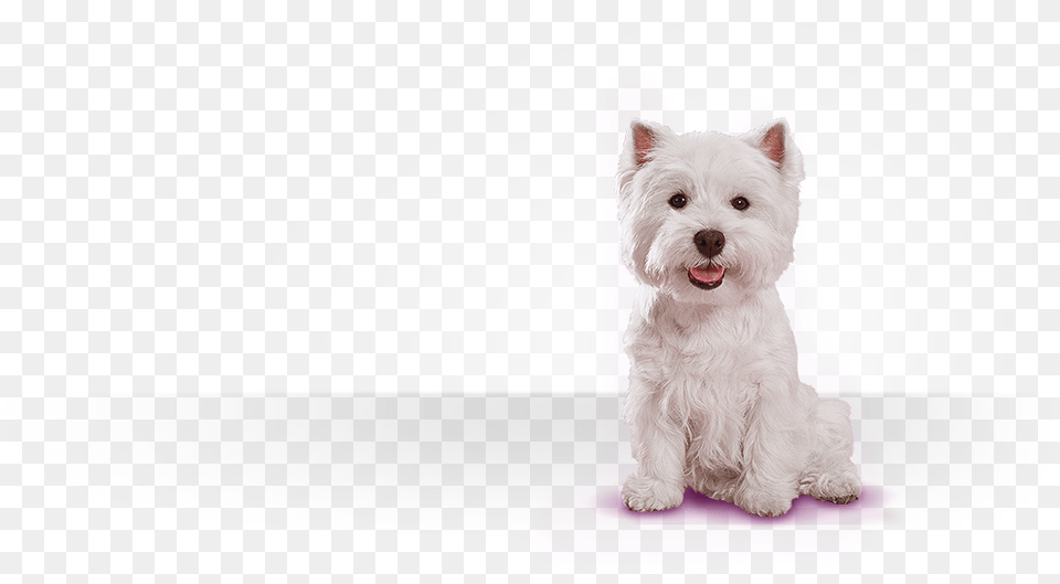 Cesar For Small Dogsanimals For Sale At Petcodog Cesar Canine Cuisine Dog, Animal, Mammal, Pet, White Dog Png Image