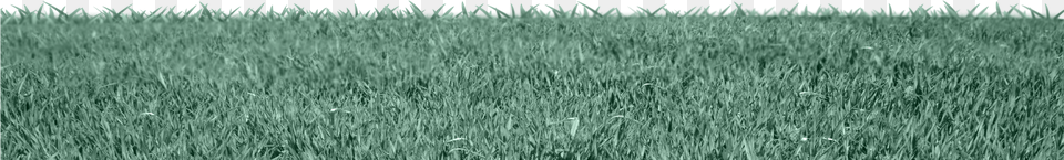Cesped 02 Field, Grass, Lawn, Plant, Vegetation Free Png