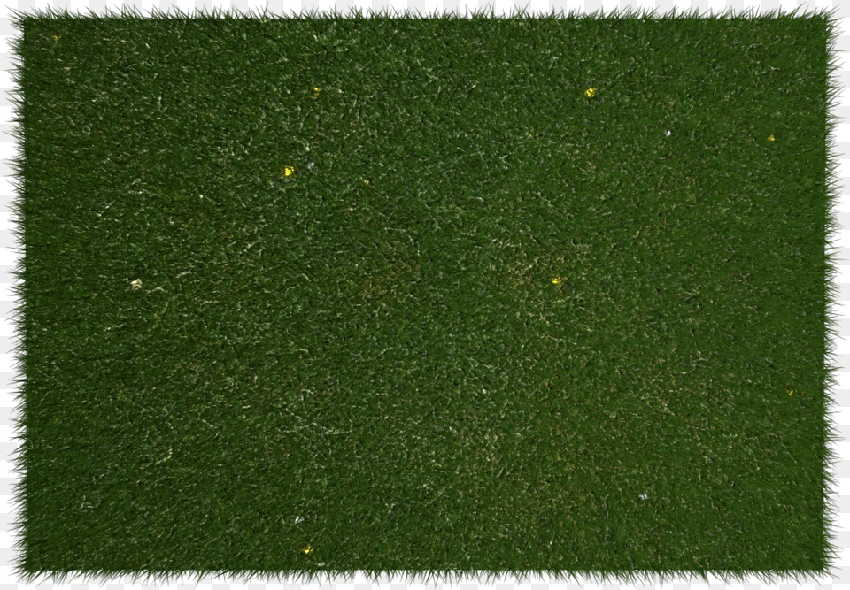 Cesped En Planta, Grass, Lawn, Plant Png