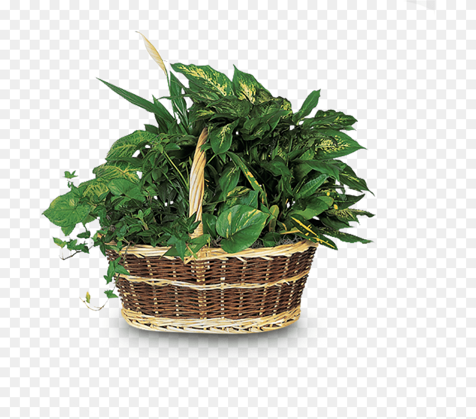 Cesto De Flores Santa Lucia Dish Garden Plants, Basket, Jar, Leaf, Plant Free Transparent Png