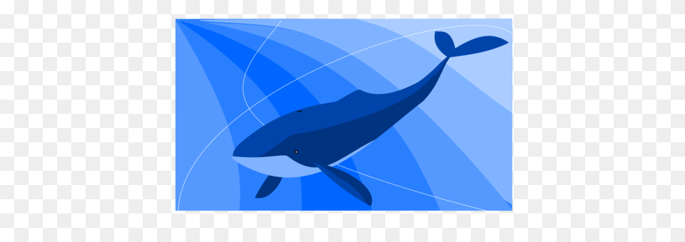 Cetacea Drawing Art Humpback Whale, Animal, Mammal, Sea Life, Fish Png