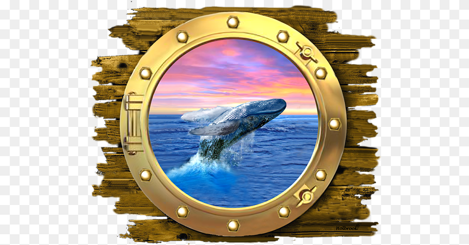 Cetacean Surfacing Behaviour, Window, Porthole Png Image