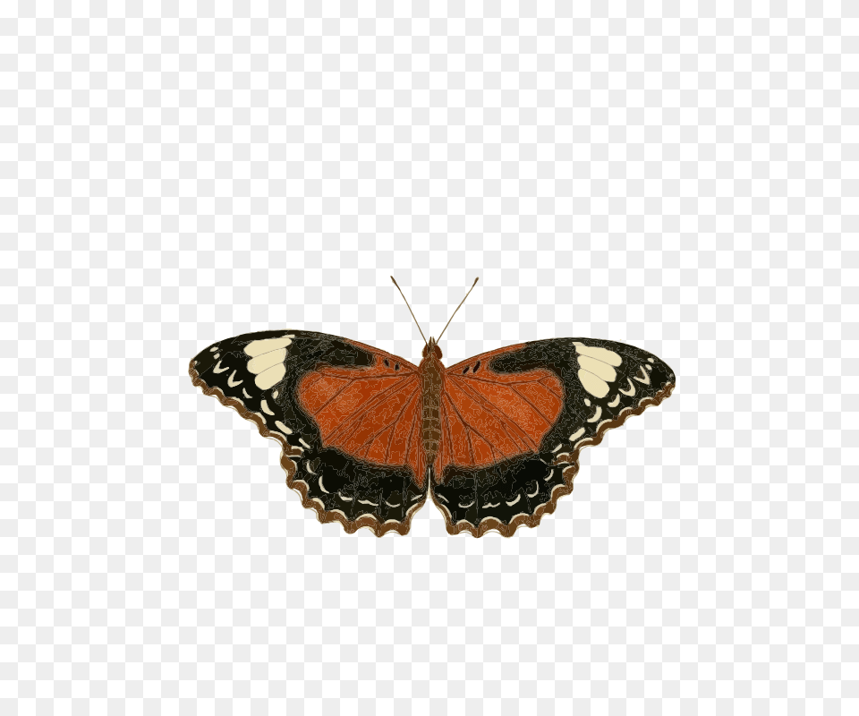 Cethosia Cydippe, Animal, Insect, Invertebrate, Butterfly Png Image