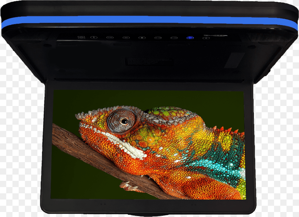 Cfd 158 Chameleon 15 Computer Monitor, Animal, Lizard, Reptile, Computer Hardware Png Image