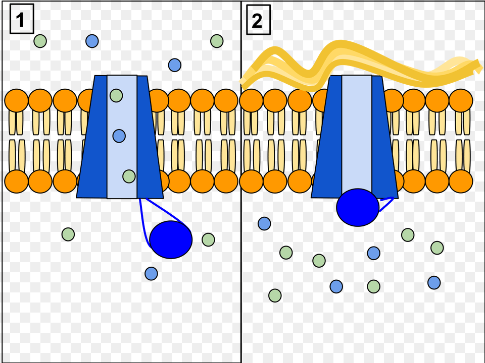 Cftr Protein Panels, Lighting Free Png