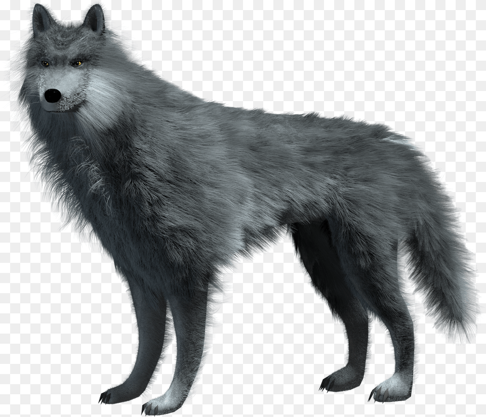 Cg Wolf Transparent Gambar Serigala, Animal, Mammal, Canine, Dog Png Image