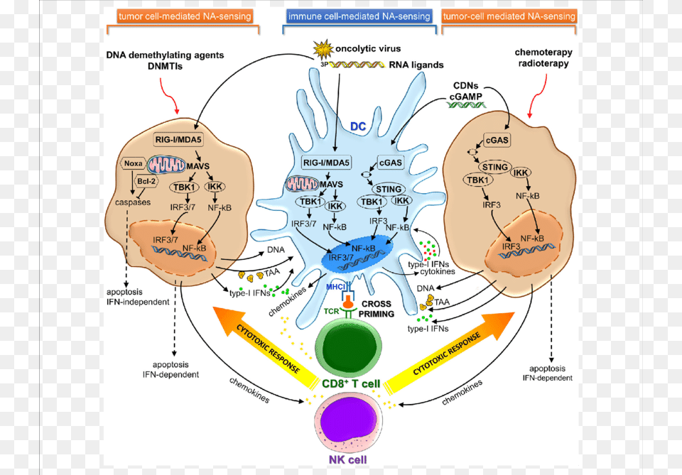 Cgas Sting And Rig Imda5 Signaling Pathways In Immune Cgas Sting Cancer, Chart, Plot, Diagram Free Png Download