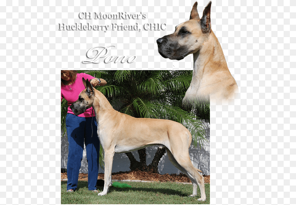 Ch Moonriver S Huckleberry Friend Great Dane, Pet, Animal, Canine, Dog Free Transparent Png
