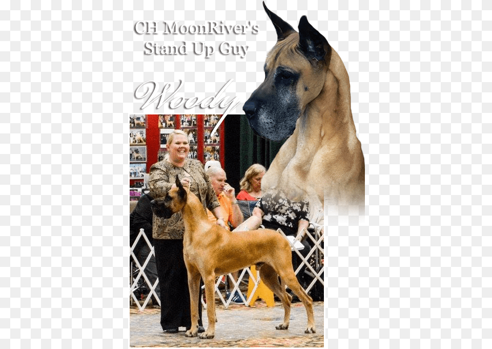 Ch Moonriver S Stand Up Guy Great Dane, Animal, Canine, Dog, Pet Free Transparent Png