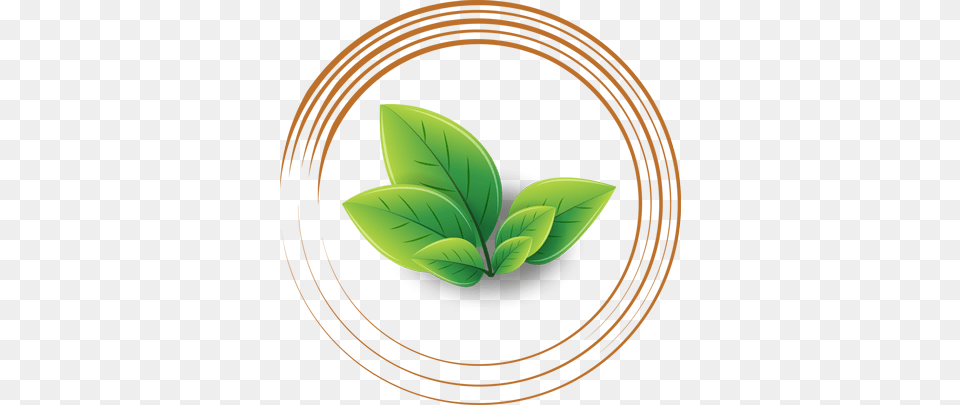 Cha Ctea Patia Bhubaneswar Green Teas, Leaf, Plant, First Aid, Herbal Png Image