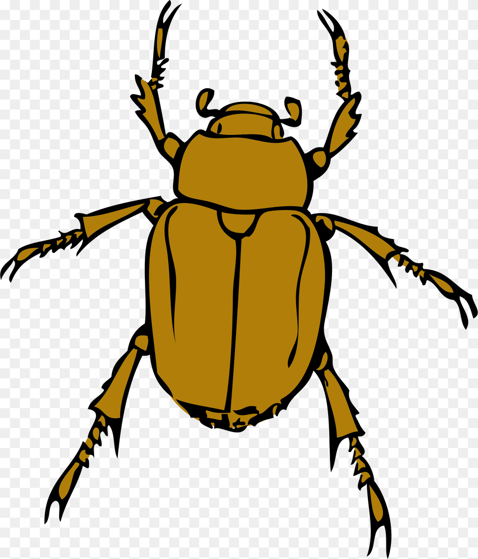 Chafer Bug Icons, Person, Animal, Dung Beetle, Insect Free Transparent Png