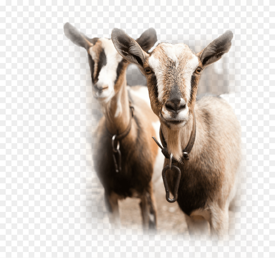 Chaffhaye For Goats Goats Herd In Spain, Livestock, Animal, Antelope, Mammal Free Png Download