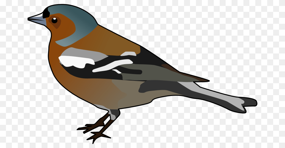 Chaffinch, Animal, Bird, Finch, Beak Free Png Download