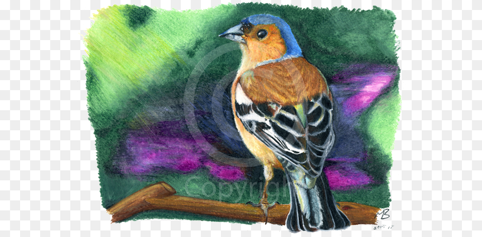 Chaffinch Drawing, Animal, Bird, Finch, Jay Png Image