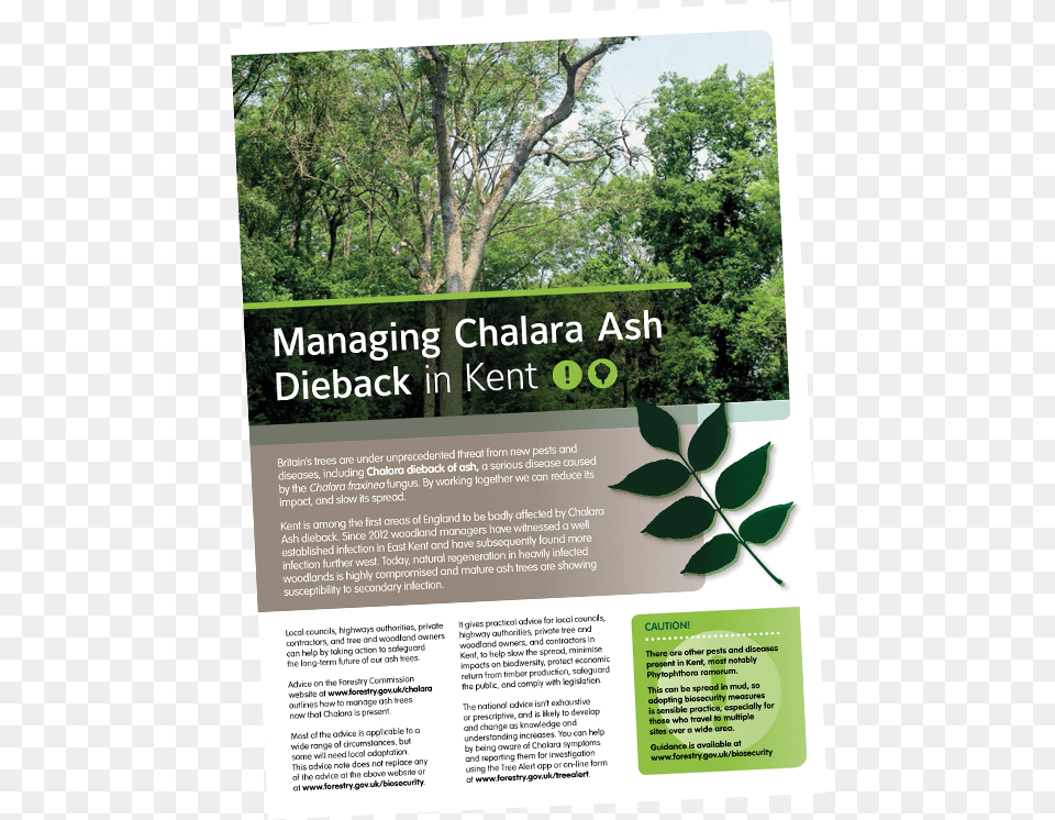 Chalara Ash Dieback Tree, Advertisement, Herbal, Herbs, Plant Png Image