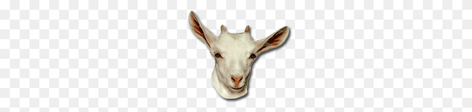 Challenge, Livestock, Animal, Goat, Mammal Free Transparent Png