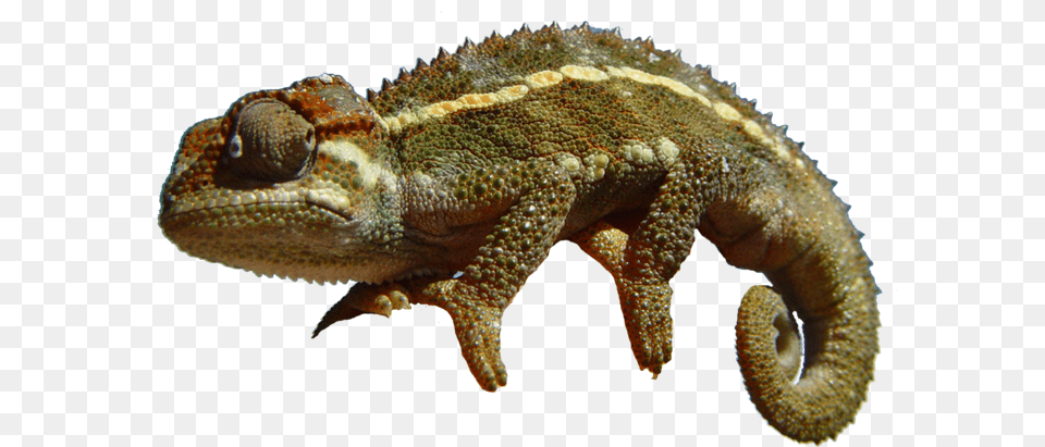 Chameleon 1 Chameleon, Animal, Lizard, Reptile Png Image