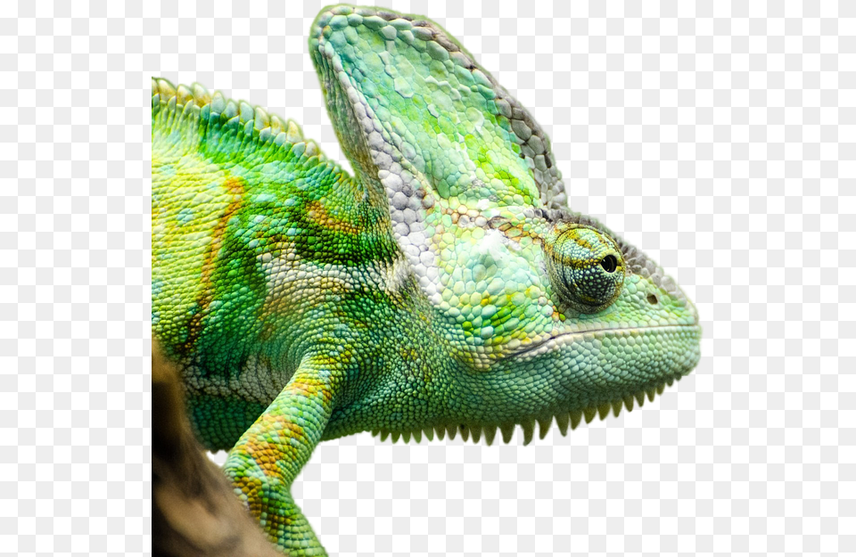 Chameleon, Animal, Lizard, Reptile, Green Lizard Png Image