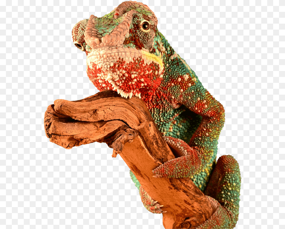 Chameleon Brick Tinting Mascot Red Chameleon, Animal, Lizard, Reptile, Iguana Free Png Download