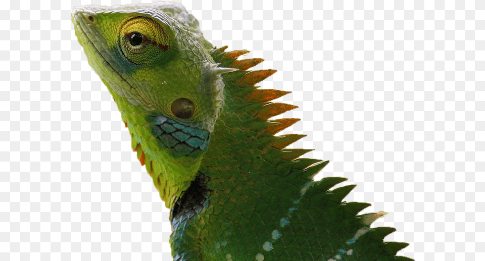 Chameleon Brick Tinting Masot Chameleon 4k, Animal, Iguana, Lizard, Reptile Png Image