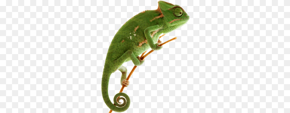 Chameleon Green Chameleon With White Background, Animal, Lizard, Reptile, Green Lizard Png Image