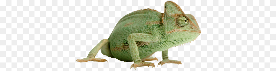 Chameleon Kameleon, Animal, Lizard, Reptile, Iguana Free Transparent Png