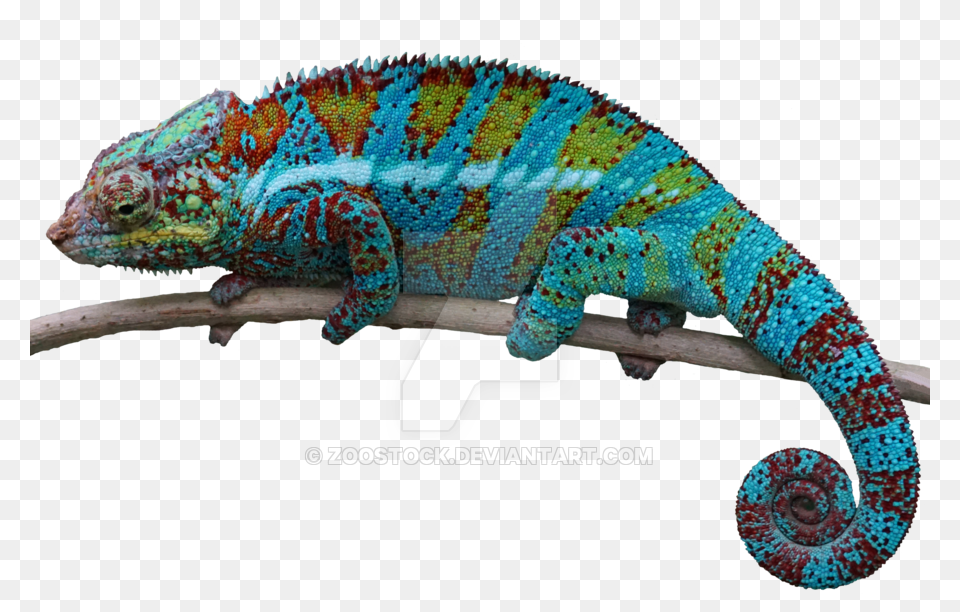 Chameleon On A Transparent Background, Animal, Lizard, Reptile, Iguana Png Image
