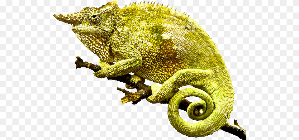 Chameleon Photo, Animal, Lizard, Reptile, Iguana Free Png Download
