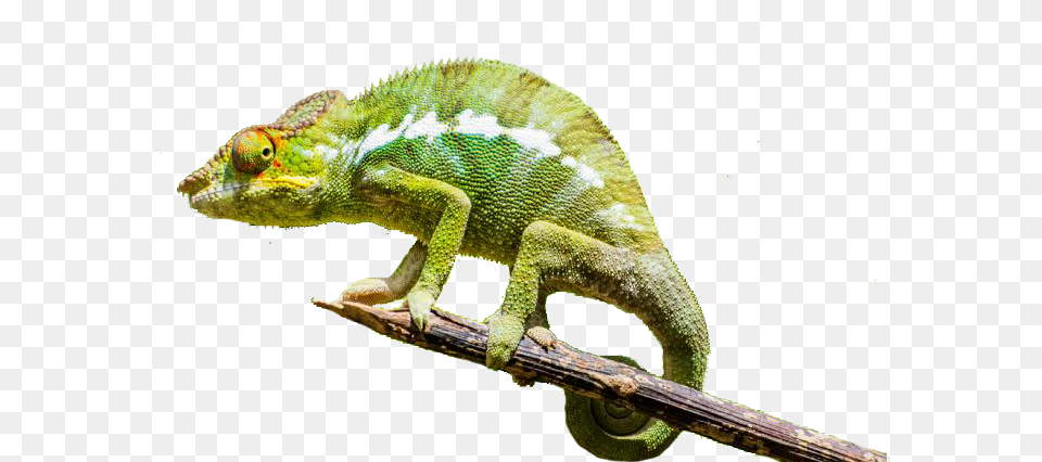 Chameleon Rogue Chameleons, Animal, Lizard, Reptile, Green Lizard Free Png Download