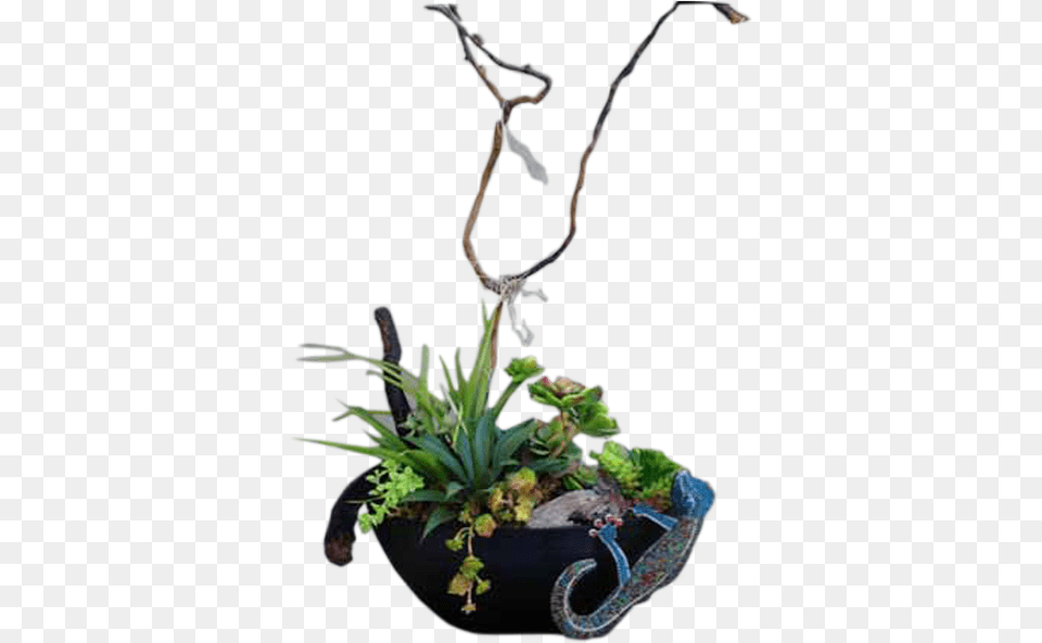 Chameleon Succulents Ikebana, Flower, Flower Arrangement, Plant, Potted Plant Png