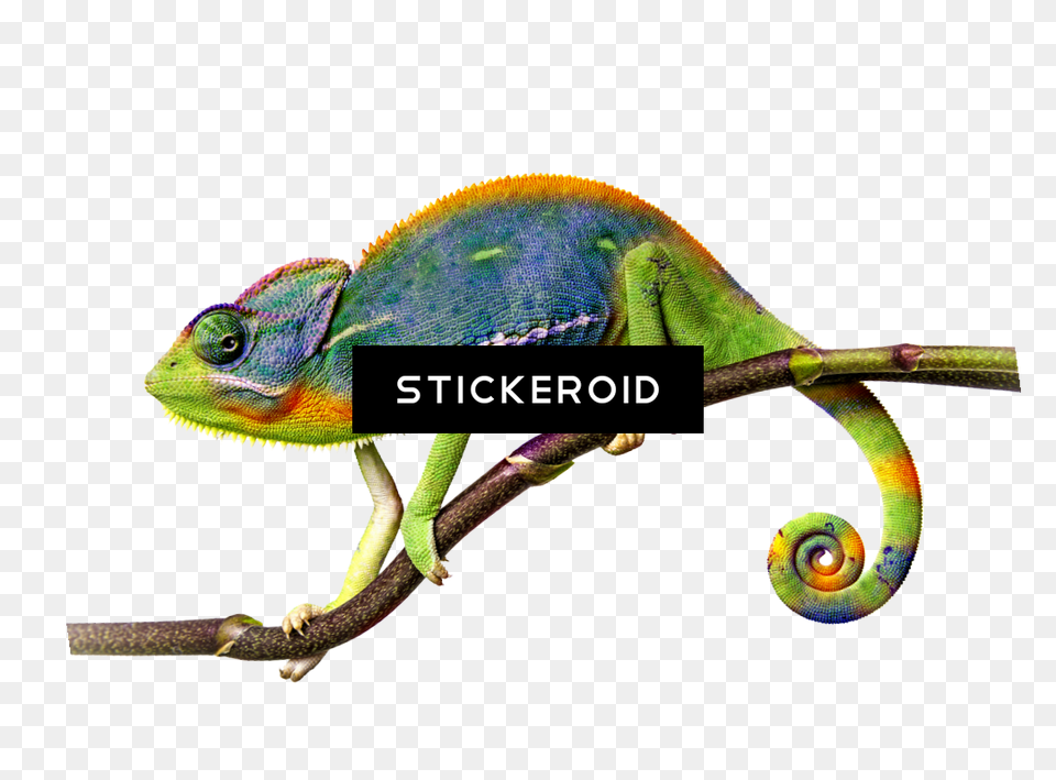 Chameleon Transparent Picture, Animal, Lizard, Reptile, Green Lizard Free Png