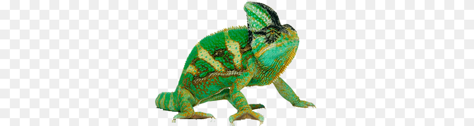 Chameleon Transparent Picture, Animal, Lizard, Reptile, Iguana Png Image