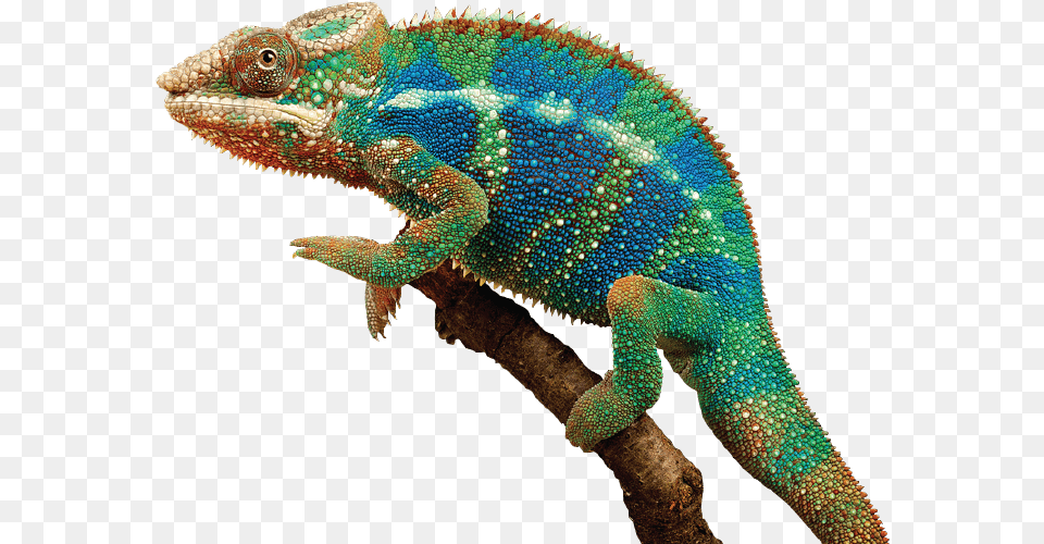 Chameleon V, Animal, Iguana, Lizard, Reptile Free Transparent Png