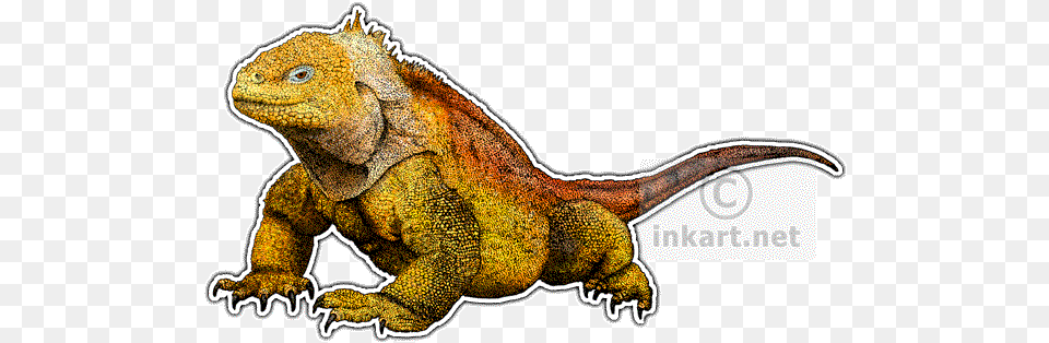 Chameleons Dragons And Galapagos Land Iguana Background, Animal, Lizard, Reptile Free Transparent Png