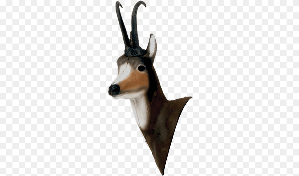 Chamois Head Delta Mckenzie Outdoor Hunting Pro Chamois, Animal, Antelope, Gazelle, Mammal Free Png